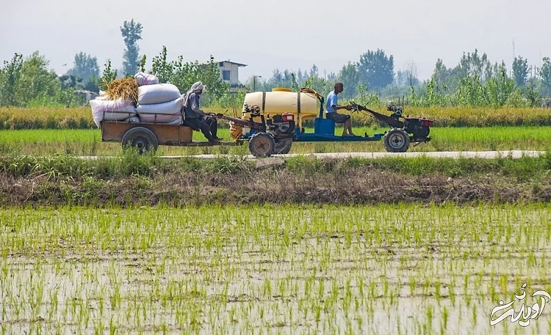 (تصاویر) برداشت برنج در مازندران